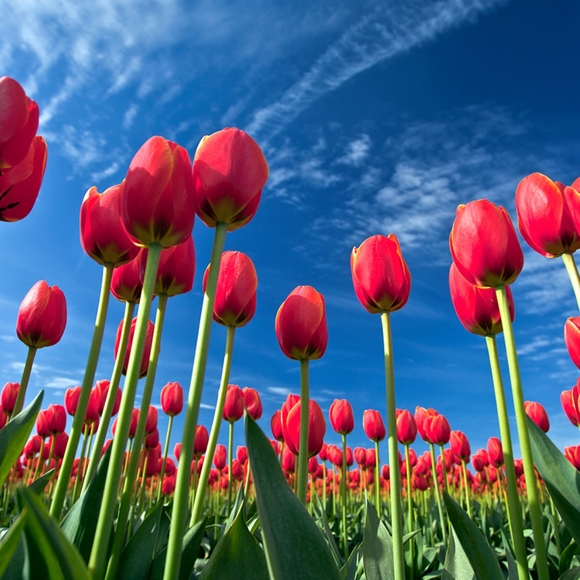 Meet your Posher, Joyce - Picture 1 of 1